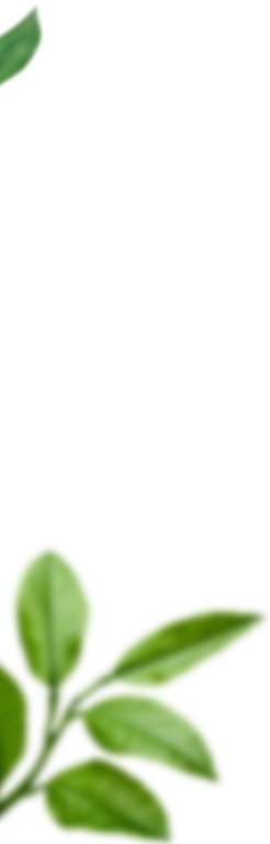 leaves-01